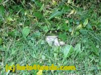 /home//u458753944/public_html/sourcegallery/////////////////////////Frogs/Bullfrogs 2020-09 Upper Merion/P9280679.JPG